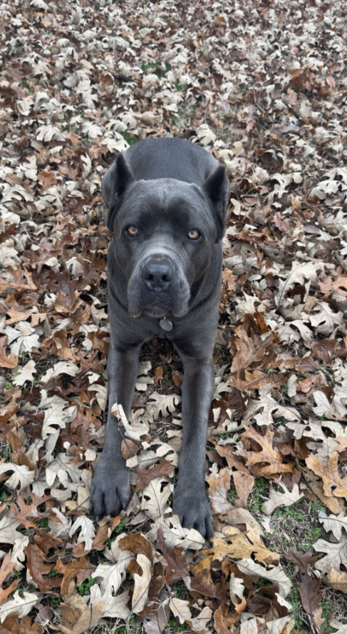 A dark gray mastiff lying down on grass covered in fallen leaves.
