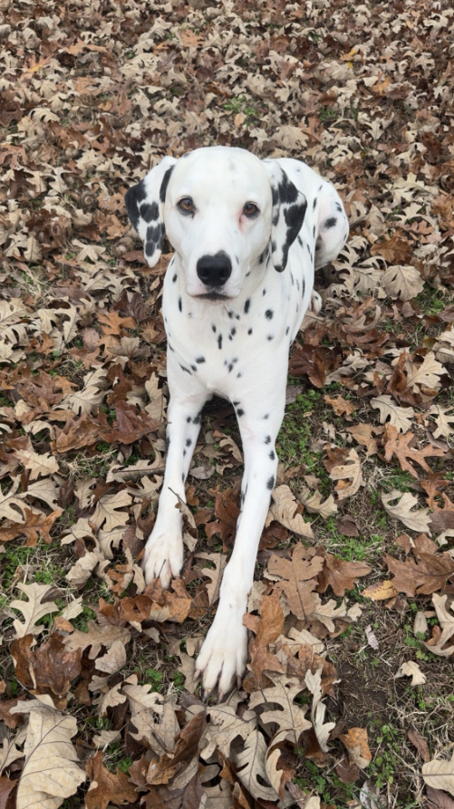 A dalmatian lying down on grass covered in fallen leaves.